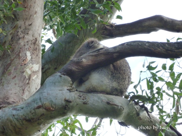 ケイプオトウェイ灯台、野生のコアラ
